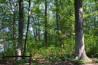 A stand of trees with a blue sky backdrop and a wooden fence in the foreground