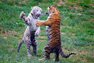 Young tigers fighting.