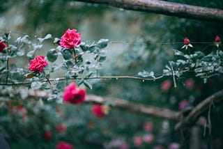 Are you a Bonsai or a Wild Rose?
