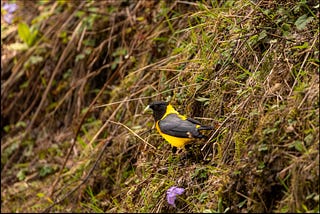 Grosbeaks in a roadside rendezvous…