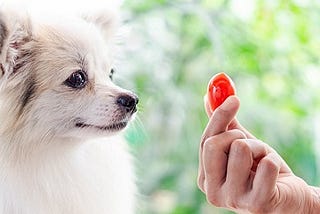 Can dogs eat tomatoes? are tomatoes bad for dogs