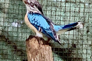 Caged with Birds of Paradise