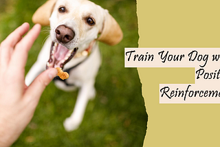 Positive Reinforcement: The Science Behind Training Dogs with Rewards