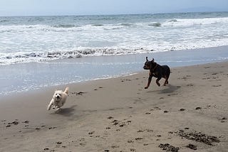 Our dogs running on the shoreline at Ocean Beach