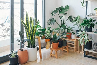 Houseplant Tips