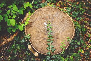 “The Giving Tree” Reimagined: Mutuality, Reciprocity, and the Power of Community