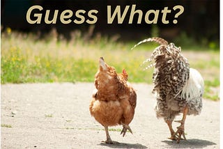Photo of two chickens, one brown and one white, on a road with text on the top reading “Guess What?”