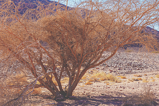 Finding courage under the broom tree: a homily for the 19th Sunday in Ordinary Time