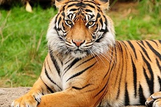 El Burro, el Tigre y el León: Una historia sobre necedad.