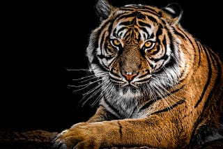 The Business of Being a Tiger Mom