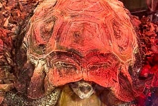 The Least You Need To Know For A Rescue Tortoise