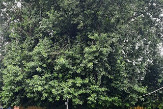 Tree on the Platform