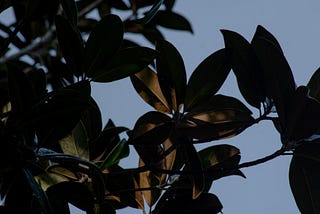 the leaves of a tree appearing shadows against a blue sky. It appears like evening time in this photo