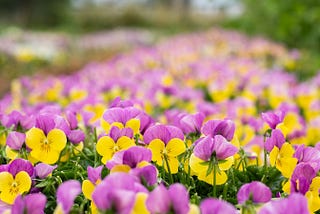 Seasonal edible flowers