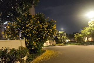 In the image, there is a turning road bordered by numerous plants on both sides. The night sky provides the backdrop. Alongside the road, there is a prominent flower plant. Its dull yellow flowers have fallen onto the road, creating a small carpet of petals. Above, on the trees, there are other vibrant yellow flowers still in bloom.