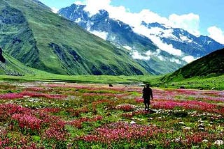 Enjoy valley of flowers with ultimate tour packages