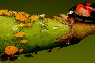 Macro photo of a lady bug