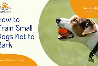 How to train small dogs not to bark