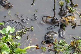 Frogs in a pond guarding their mass of frogspawn