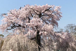 Picture of a cherry tree