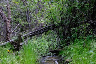 a fallen log lies in the creek, with thick dead branches above it