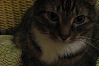 MY CAT PASSED AWAY AND I CAN’T GET OVER IT