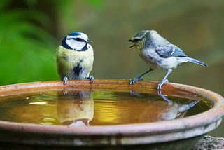 Two small birds are perched on a ceramic feeder full of water. One bird is talking to the other, which is listening intently. Green foliage is in the background.