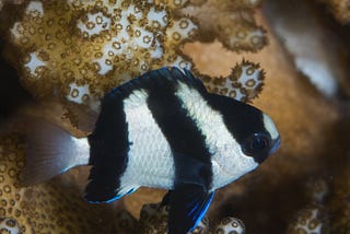 Stripey Damselfish Use ‘Motion Dazzle’ As An Anti-Predator Strategy
