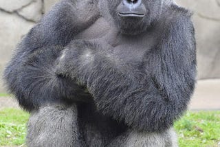 Grieving for Harambe