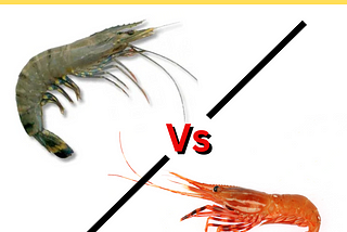 Fascinating Facts About Prawns & Shrimps