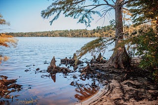 Sepia-colored water, Carolina Bay, Cyprus Trees, Lake. Copyright Stephanie Barnhill Neal www.stephaniebarnhill.com
