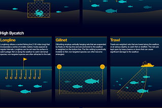 Week 10: Marine Bycatch Along New York’s Coast