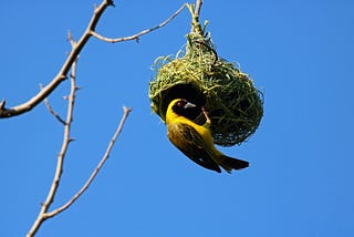 Yellow Masked Weaver bird building a nest.