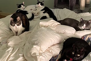 Five cats, in varying positions of repose, on a bed, recline atop a white comforter.
