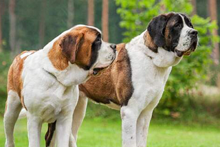 Top Large Dog Breeds for Energetic Owners