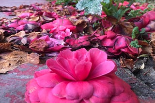 Shredded Rose petals by the garden side