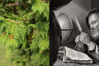 Cypress tree and a playwrighter