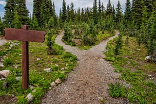 Single path that splits into two surrounded by grass, rocks, and pine trees