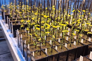 Creating a New Protein Crop From a Forgotten European Plant