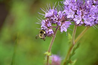 Fuzzy-horned Bumble Bees — more than an adorable name