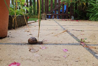 A snail making its way across a patio.