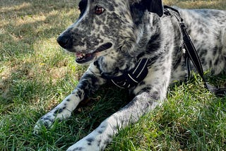 Flying with my Service Dog