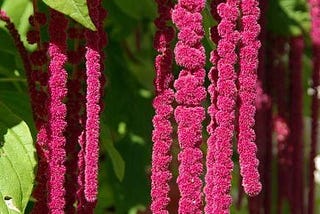 love lies bleeding