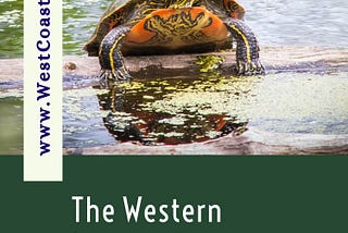 The Western Painted Turtle: An Endangered Species