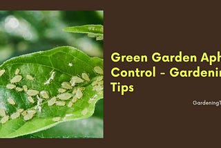 Green Garden Aphid Control — Gardening Tips