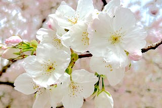 First blossoms of the season.