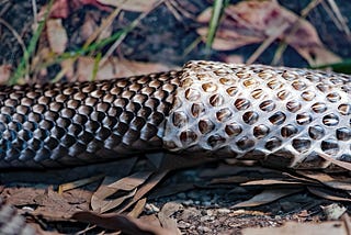 Shedding skin