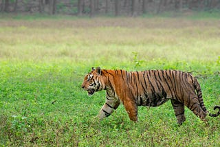 How to plan tiger safari in India?