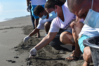 Liberan 250 tortugas paslama en Isla Juan Venado