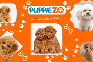 Toy Poodle Price in India: Buying Guide and Tips